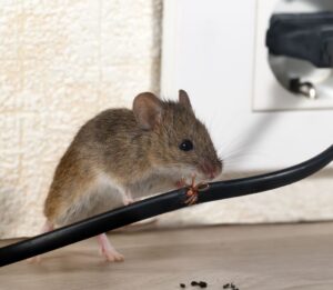 Image of rodent in house