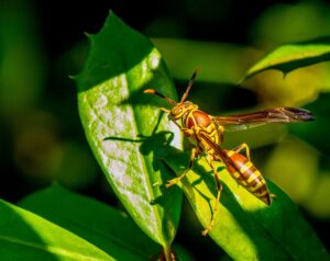 paper wasp image