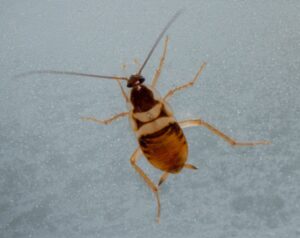 Image of brown-banded cockroach